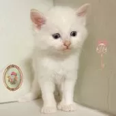 ラグドール【東京都・男の子・2025年8月29日・クリームポイント】の写真5