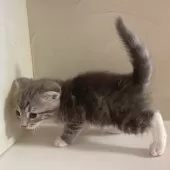 スコティッシュフォールド(折れ耳)【東京都・男の子・2025年9月18日・ブルータビー&ホワイト】の写真5