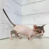 バンビーノ【東京都・女の子・2025年7月16日・ブルー&ホワイト】の写真5