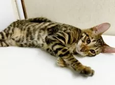 トイガー【東京都・女の子・2024年10月23日・ブラウンマッカレルタビー】の写真5