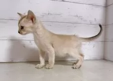 シンガプーラ【東京都・女の子・2025年7月20日・セピアアグーティ】の写真5