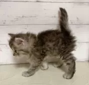 ミヌエット(長足)【東京都・女の子・2025年8月9日・ブルータビー】の写真5