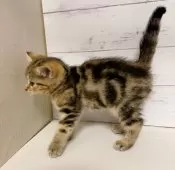 ジェネッタ【東京都・女の子・2025年9月21日・ブラウンタビー】の写真5