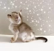 シンガプーラ【東京都・男の子・2025年6月1日・セピアアグーティ】の写真5