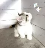 マンチカン(短足)【東京都・女の子・2025年4月28日・キャリコ】の写真6