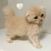 スコティッシュフォールド(折れ耳)【東京都・男の子・2025年7月20日・クリーム】の写真6