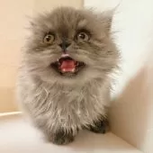 ミヌエット(短足)【東京都・女の子・2025年6月30日・ブルー】の写真10