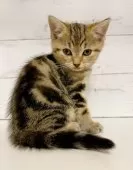 ジェネッタ【東京都・女の子・2025年9月21日・ブラウンタビー】の写真6