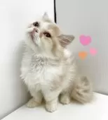 ミヌエット(短足)【東京都・女の子・2025年4月5日・クリームタビー&ホワイト】の写真8