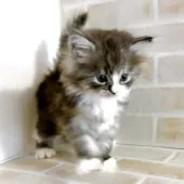 マンチカン(長足)【東京都・女の子・2025年3月12日・ブルータビー&ホワイト】の写真6