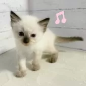 ラグドール【東京都・女の子・2025年6月13日・シールポイントミテッド】の写真6