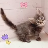 スクーカム【東京都・女の子・2025年9月1日・ブラウンパッチドタビー】の写真6