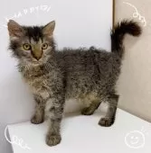 ラパーマ【東京都・男の子・2025年4月16日・ブラウンタビー&ホワイト】の写真3