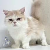 ミヌエット(短足)【東京都・女の子・2025年4月5日・クリームタビー&ホワイト】の写真2