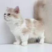 ミヌエット(短足)【東京都・女の子・2025年4月5日・クリームタビー&ホワイト】の写真3