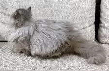 ミヌエット(短足)【東京都・女の子・2025年6月30日・ブルー】の写真4