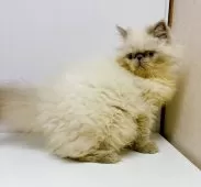 ヒマラヤン【東京都・女の子・2025年7月27日・ブルーポイント】の写真2