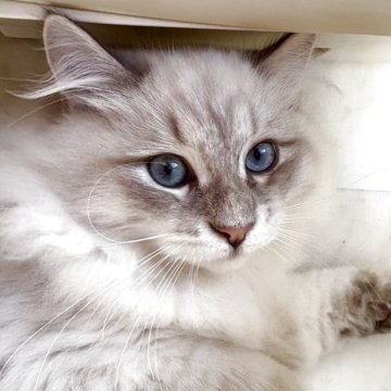 サイベリアン【大阪府・男の子・2025年6月26日・ブルーリンクスポイント ネヴァマスカレード（ふわっふわのトリプルコート！）】の写真「世界チャンピオン血統　5年間の生体保証付」