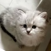 サイベリアン