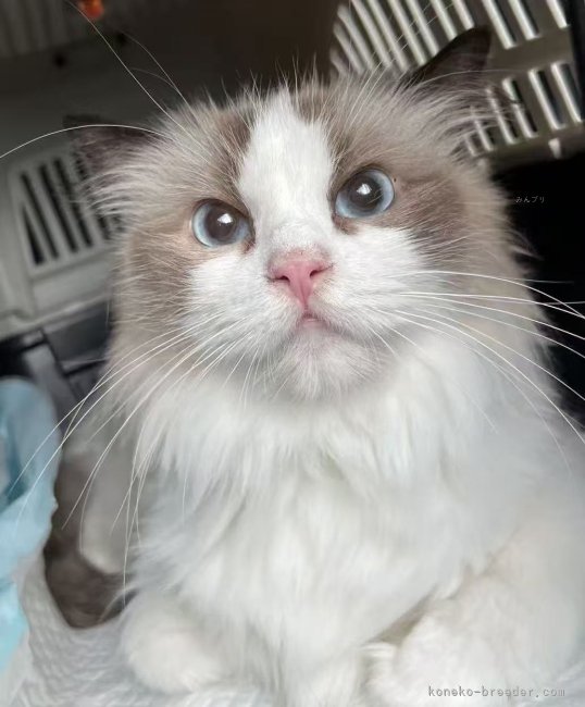 ラグドール【・女の子・2024年2月21日・シールポイントバイカラー】