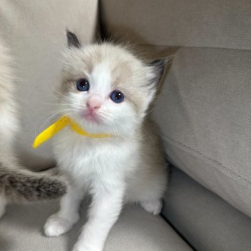 ラグドール【大阪府・女の子・2025年11月18日・シールポイントバイカラー】の写真「人懐っこく甘えん坊な女の子です、見学歓迎(^^)」