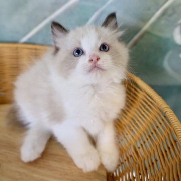 ラグドール【大阪府・男の子・2025年7月30日・シールポイントバイカラー】の写真「澄んだ瞳が魅力の癒し系男子」