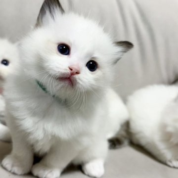 ラグドール【大阪府・男の子・2025年10月10日・シールポイントバイカラー】の写真「すくすく元気に成長中！イケメンくんです😸✨」