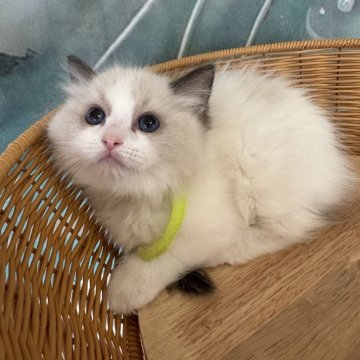 ラグドール【大阪府・男の子・2025年10月15日・シールポイントバイカラー】の写真「すくすく元気に成長中！イケメンくんです😸✨」