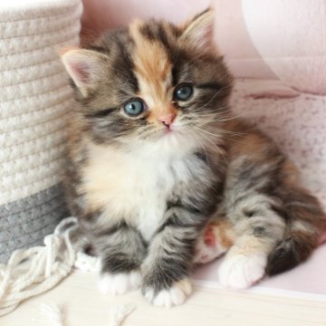 ミヌエット(長足)【広島県・女の子・2025年3月6日・キャリコ】の写真「お目目が大きいおっとりさん♡」