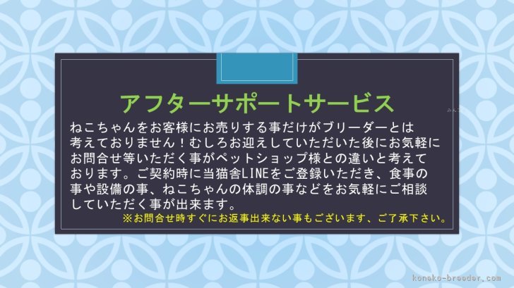 ご契約後もご相談承ります！｜杉田　伸也(すぎた　しんや)ブリーダー(埼玉県・ノルウェージャンフォレストキャット・JCC（旧ACC）登録)の紹介写真8