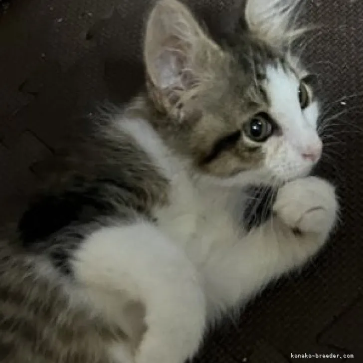 ID:2303-02590の子猫