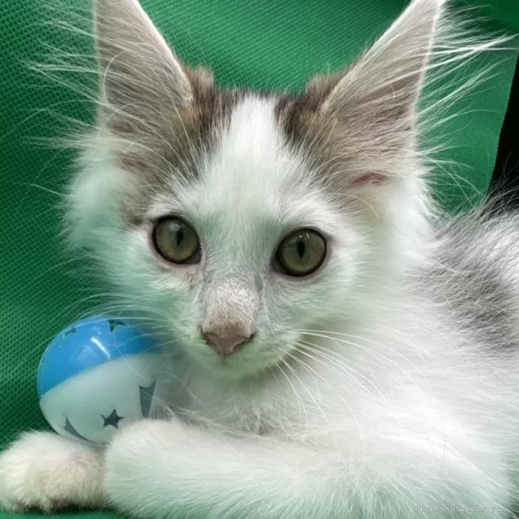 ID：2405-02900の子猫