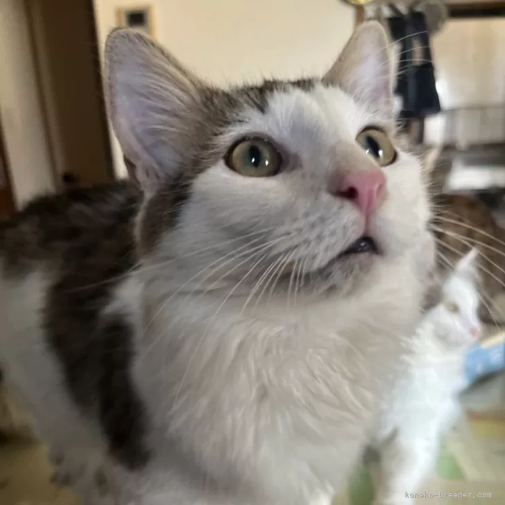 ID:2404-02128の子猫