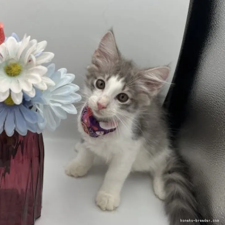 ID:2306-02989の子猫