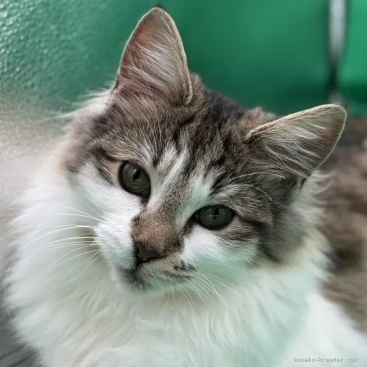 ID:2308-02266の子猫