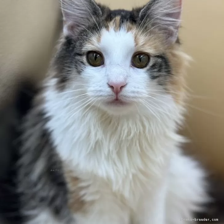 ID:2312-01454の子猫