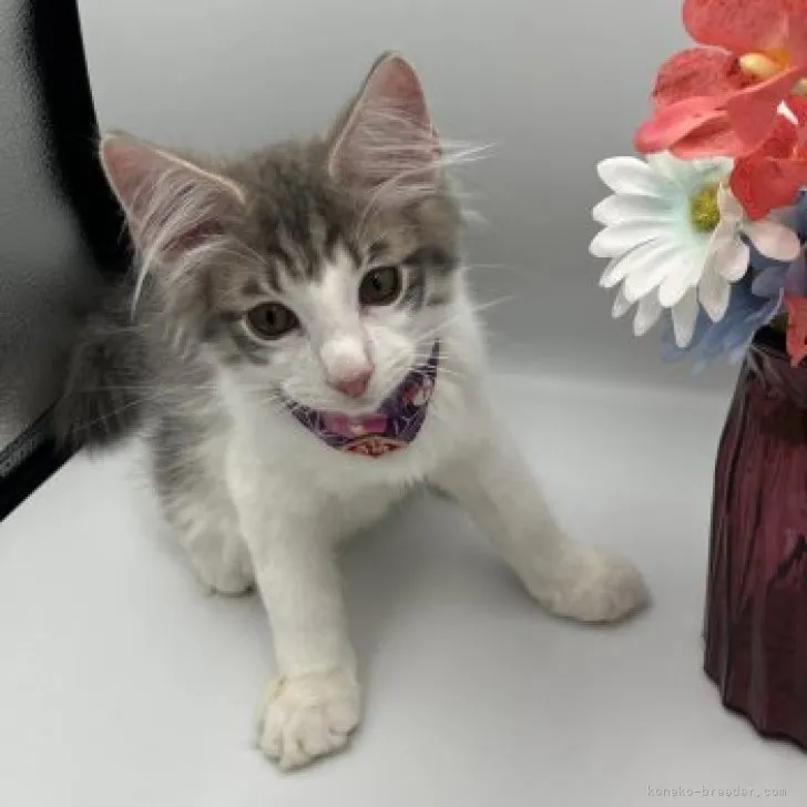 ID:2307-00023の子猫