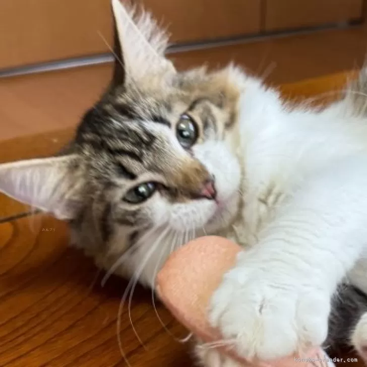 ID：2404-02130の子猫