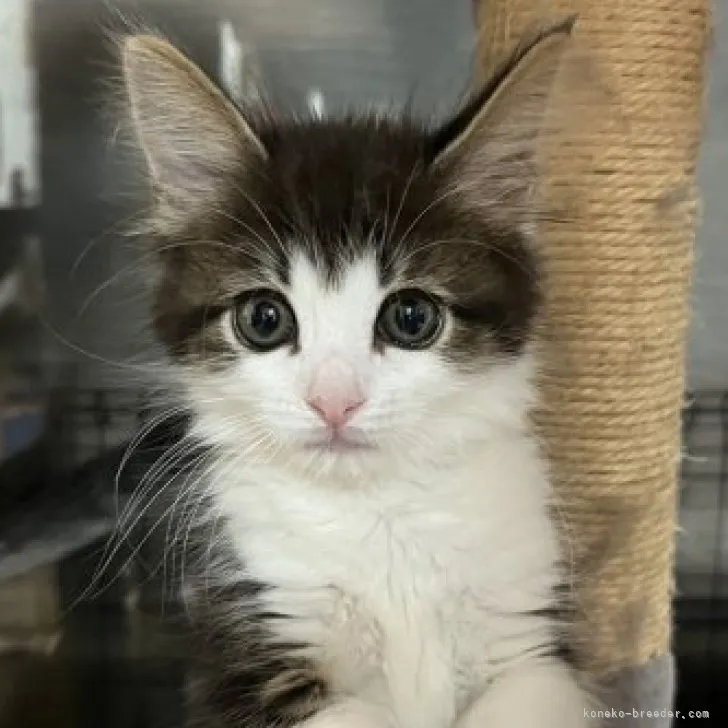 ID:2303-01433の子猫