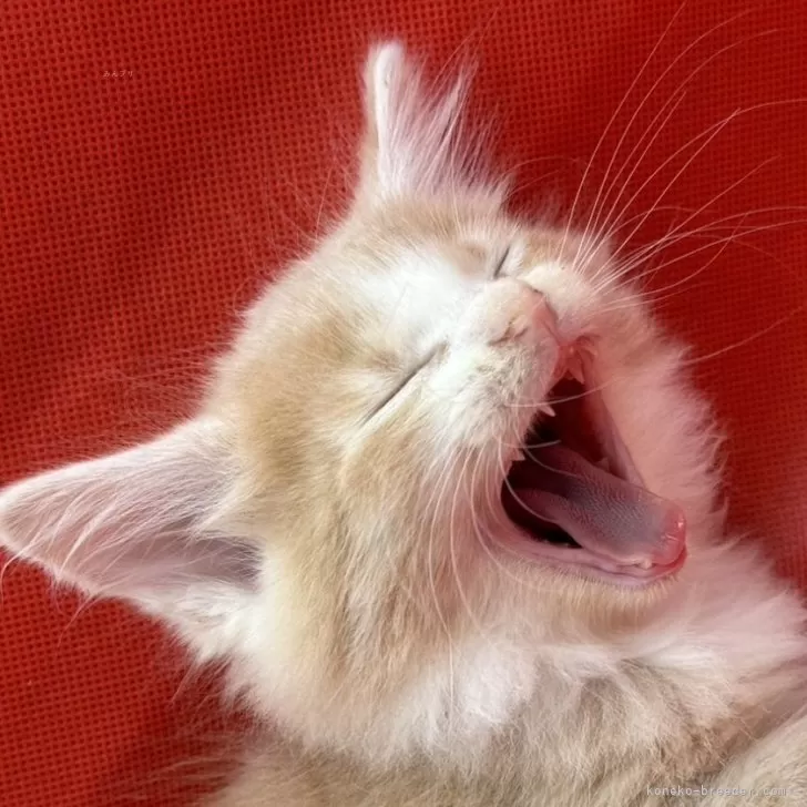 ID：2405-02892の子猫