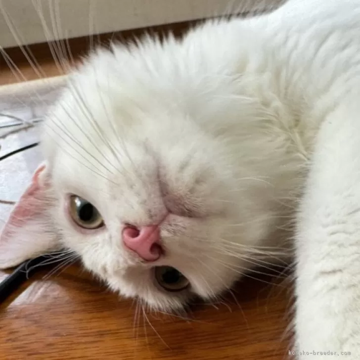 Y.T 様のお迎えした子猫