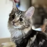 ノルウェージャンフォレストキャット