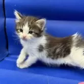 ノルウェージャンフォレストキャット【埼玉県・女の子・2024年3月13日・ブラウンマッカレルタビー&ホワイト】の写真3「のびのび～」