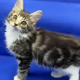 ノルウェージャンフォレストキャット【埼玉県・男の子・2024年3月1日・ブラウンタビー&ホワイト】の写真4「全身姿」