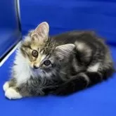 ノルウェージャンフォレストキャット【埼玉県・男の子・2024年3月1日・ブラウンタビー&ホワイト】の写真5「撮影時、ご飯の後でのんびりモードです。」