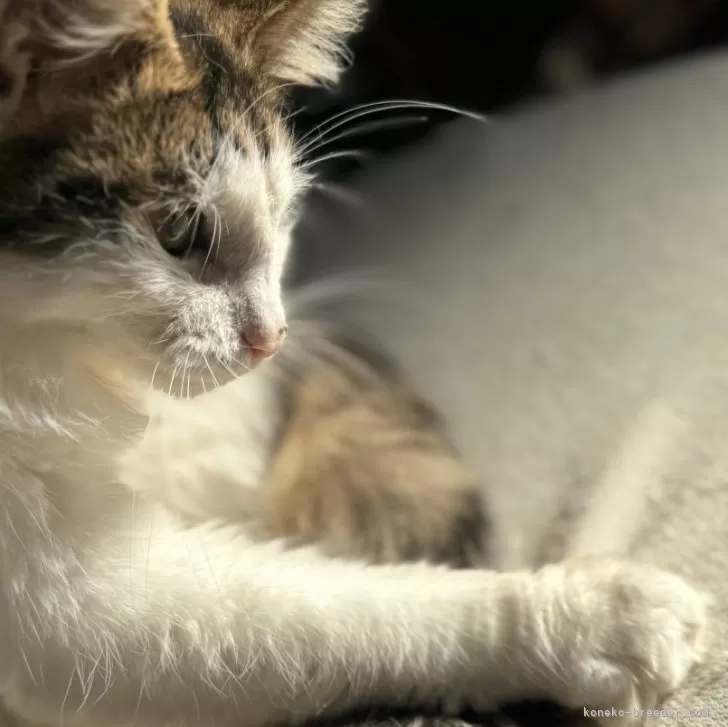 ID:2405-00645の子猫