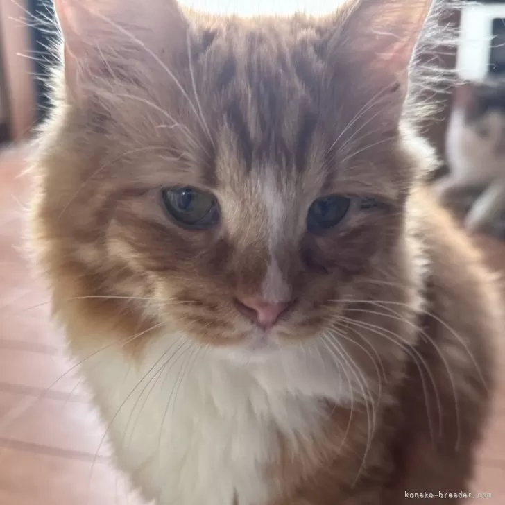 ID:2501-00325の子猫