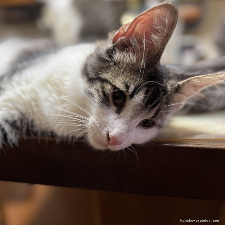 ブリーダー画像