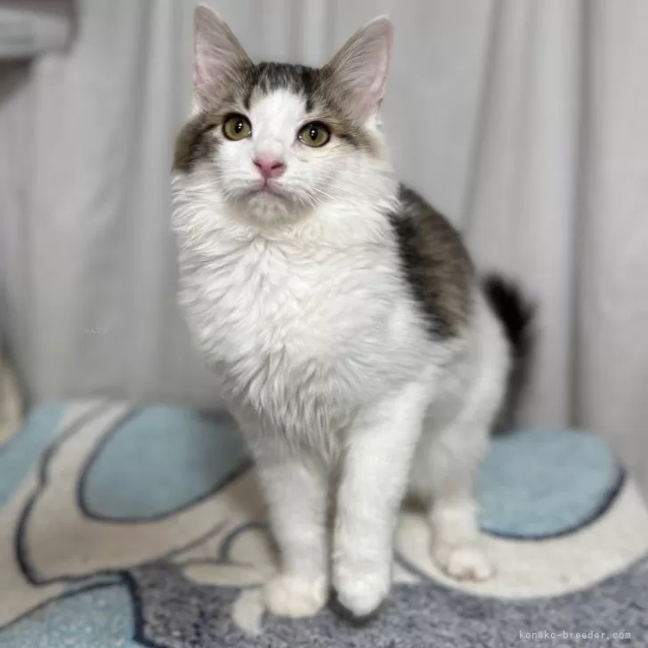 ID:2410-01437の子猫