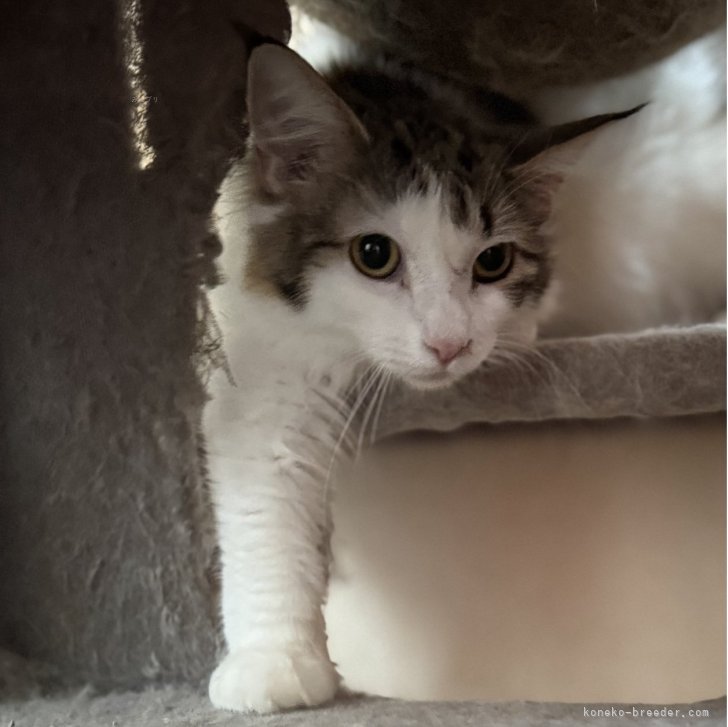 ブリーダー画像